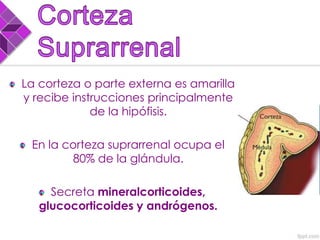 La corteza o parte externa es amarilla
y recibe instrucciones principalmente
de la hipófisis.
En la corteza suprarrenal ocupa el
80% de la glándula.
Secreta mineralcorticoides,
glucocorticoides y andrógenos.
 