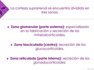 La corteza suprarrenal se encuentra dividida en
tres zonas:
Zona glomerular (parte externa): especializada
en la fabricación y secreción de los
mineralcorticoides.
Zona fasciculada (centro): secreción de los
glucocorticoides.
Zona reticulada (parte interna): secreción de los
gonadocorticoides.
 