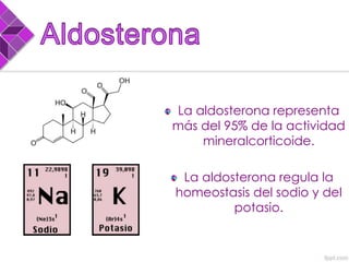 La aldosterona representa
más del 95% de la actividad
mineralcorticoide.
La aldosterona regula la
homeostasis del sodio y del
potasio.
 