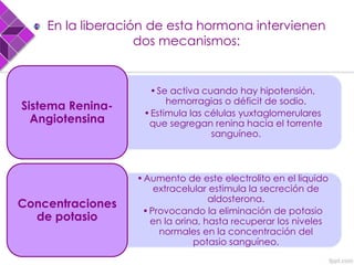 En la liberación de esta hormona intervienen
dos mecanismos:
•Se activa cuando hay hipotensión,
hemorragias o déficit de sodio.
•Estimula las células yuxtaglomerulares
que segregan renina hacia el torrente
sanguíneo.
Sistema Renina-
Angiotensina
•Aumento de este electrolito en el liquido
extracelular estimula la secreción de
aldosterona.
•Provocando la eliminación de potasio
en la orina, hasta recuperar los niveles
normales en la concentración del
potasio sanguíneo.
Concentraciones
de potasio
 