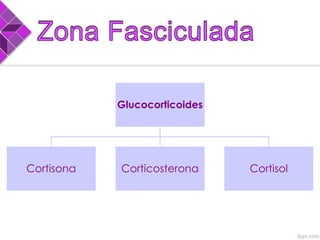 Glucocorticoides
Cortisona Corticosterona Cortisol
 