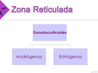 Gonadocorticoides
Andrógenos Estrógenos
 