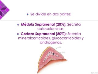 Se divide en dos partes:
Médula Suprarrenal (20%): Secreta
catecolaminas.
Corteza Suprarrenal (80%): Secreta
mineralcorticoides, glucocorticoides y
andrógenos.
 