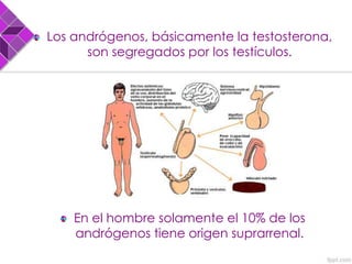 Los andrógenos, básicamente la testosterona,
son segregados por los testículos.
En el hombre solamente el 10% de los
andrógenos tiene origen suprarrenal.
 