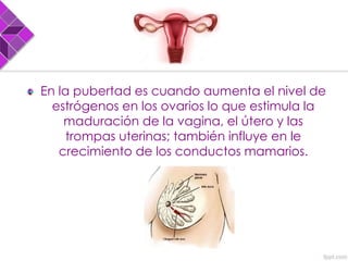 En la pubertad es cuando aumenta el nivel de
estrógenos en los ovarios lo que estimula la
maduración de la vagina, el útero y las
trompas uterinas; también influye en le
crecimiento de los conductos mamarios.
 