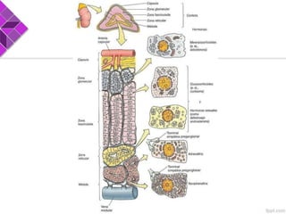 Glándulas suprarrenales