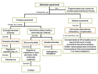 Glándulas suprarrenales