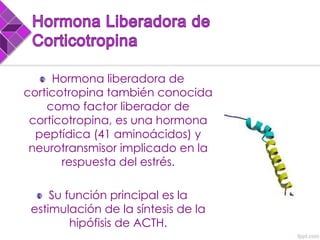 Hormona liberadora de
corticotropina también conocida
como factor liberador de
corticotropina, es una hormona
peptídica (41 aminoácidos) y
neurotransmisor implicado en la
respuesta del estrés.
Su función principal es la
estimulación de la síntesis de la
hipófisis de ACTH.
 