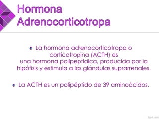 La hormona adrenocorticotropa o
corticotropina (ACTH) es
una hormona polipeptídica, producida por la
hipófisis y estimula a las glándulas suprarrenales.
La ACTH es un polipéptido de 39 aminoácidos.
 