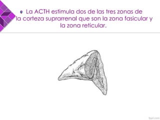 La ACTH estimula dos de las tres zonas de
la corteza suprarrenal que son la zona fasicular y
la zona reticular.
 