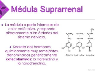 La médula o parte interna es de
color café rojizo, y responde
directamente a las órdenes del
sistema nervioso.
Secreta dos hormonas
químicamente muy semejantes,
denominadas genéricamente
catecolaminas: la adrenalina y
la noradrenalina.
 