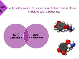 En el hombre, la secreción de hormonas de la
médula suprarrenal es:
80%
Adrenalina
20%
Noradrenalina
 