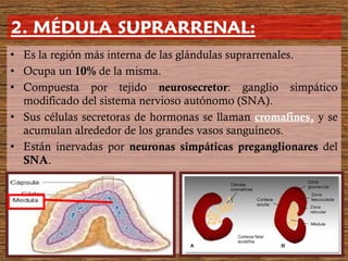 • Es la región más interna de las glándulas suprarrenales.
• Ocupa un 10% de la misma.
• Compuesta por tejido neurosecretor: ganglio simpático
modificado del sistema nervioso autónomo (SNA).
• Sus células secretoras de hormonas se llaman cromafines, y se
acumulan alrededor de los grandes vasos sanguíneos.
• Están inervadas por neuronas simpáticas preganglionares del
SNA.
 