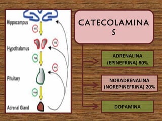 CATECOLAMINA
S
ADRENALINA
(EPINEFRINA) 80%
NORADRENALINA
(NOREPINEFRINA) 20%
DOPAMINA
 