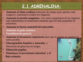 2.1 ADRENALINA:
• Aumenta el ritmo cardíaco (máximo de sangre para aportar más
oxígeno y nutrientes a todos los órganos).
• Aumenta la presión sanguínea. Los vasos sanguíneos de los órganos
más importantes se ensanchan mientras que los más pequeños se
estrechan.
• Aumenta la fuerza contráctil del miocardio.
• Aumenta el gasto cardíaco.
• Vasodilatación general.
• Aumenta la frecuencia respiratoria para que la sangre se oxigene lo
antes posible.
• Glucogenolisis hepática y muscular, y
liberación de gluscosa en sangre.
• Dilatación pupilar.
• Disminuye el movimiento intestinal y el
flujo urinario.
 