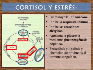 CORTISOL Y ESTRÉS:
• Disminuye la inflamación.
• Inhibe la respuesta inmune.
• Inhibe las reacciones
alérgicas.
• Aumenta la glucemia
mediante gluconeogénesis
hepática.
• Proteolisis y lipolisis y
liberación de productos al
torrente sanguíneo.
 