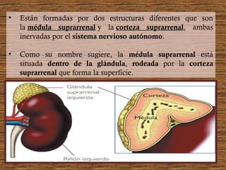 • Están formadas por dos estructuras diferentes que son
la médula suprarrenal y la corteza suprarrenal, ambas
inervadas por el sistema nervioso autónomo.
• Como su nombre sugiere, la médula suprarrenal está
situada dentro de la glándula, rodeada por la corteza
suprarrenal que forma la superficie.
 