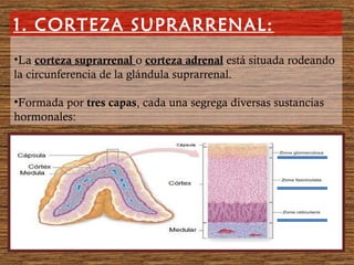 •La corteza suprarrenal o corteza adrenal está situada rodeando
la circunferencia de la glándula suprarrenal.
•Formada por tres capas, cada una segrega diversas sustancias
hormonales:
1. CORTEZA SUPRARRENAL:
 