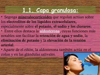1.1. Capa granulosa:
• Segrega mineralocorticoides que regulan actúan sobre
los electrolitos de los líquidos extracelulares,
especialmente sobre el potasio, el sodio y los cloruros.
• Entre ellos destaca la aldosterona, cuyas funciones más
notables son facilitar la retención de agua y sodio, la
eliminación de potasio y la elevación de la tensión
arterial.
• Aparte de el riñón, la aldosterona también actúa en el
colon y en las glándulas salivales.
 