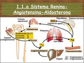 1.1.a Sistema Renina-
Angiotensina-Aldosterona
En caso de:
1. Descenso de la presión arterial en la arteriola aferente
2. Descenso de la cantidad de Na en el túbulo distal a nivel del
aparato yuxtaglomerular
3. Estímulo simpático de las células productoras de renina
 