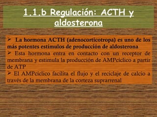 1.1.b Regulación: ACTH y
aldosterona
 La hormona ACTH (adenocorticotropa) es uno de los
más potentes estímulos de producción de aldosterona
 Esta hormona entra en contacto con un receptor de
membrana y estimula la producción de AMPcíclico a partir
de ATP
 El AMPcíclico facilita el flujo y el reciclaje de calcio a
través de la membrana de la corteza suprarrenal
 