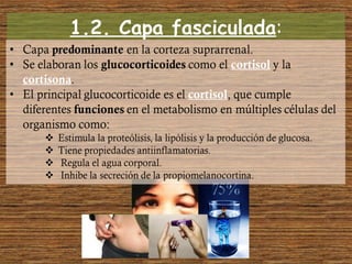 1.2. Capa fasciculada:
 
