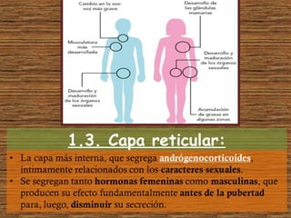 1.3. Capa reticular:
 