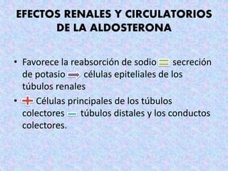 EFECTOS RENALES Y CIRCULATORIOS
DE LA ALDOSTERONA
• Favorece la reabsorción de sodio secreción
de potasio células epiteliales de los
túbulos renales
• Células principales de los túbulos
colectores túbulos distales y los conductos
colectores.
 