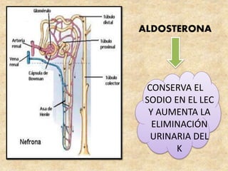 ALDOSTERONA
CONSERVA EL
SODIO EN EL LEC
Y AUMENTA LA
ELIMINACIÓN
URINARIA DEL
K
 