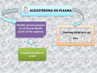 ALDOSTERONA EN PLASMA
Pérdida urinaria pasajera
de 10-20 g de Na/día
(1/10-1/5 Na orgánico)
K queda retenido en
el LEC
CANTIDAD DE Na EN EL LEC
EN K
 