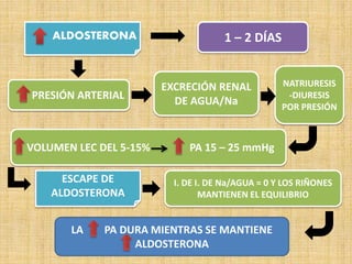 ALDOSTERONA 1 – 2 DÍAS
PRESIÓN ARTERIAL
EXCRECIÓN RENAL
DE AGUA/Na
NATRIURESIS
-DIURESIS
POR PRESIÓN
VOLUMEN LEC DEL 5-15% PA 15 – 25 mmHg
ESCAPE DE
ALDOSTERONA
I. DE I. DE Na/AGUA = 0 Y LOS RIÑONES
MANTIENEN EL EQUILIBRIO
LA PA DURA MIENTRAS SE MANTIENE
ALDOSTERONA
 