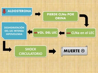 ALDOSTERONA
PIERDE CLNa POR
ORINA
CLNa en el LECVOL. DEL LEC
DESHIDRATACIÓN
DEL LEC INTENSA
HIPOVOLEMIA
SHOCK
CIRCULATORIO
MUERTE 
 