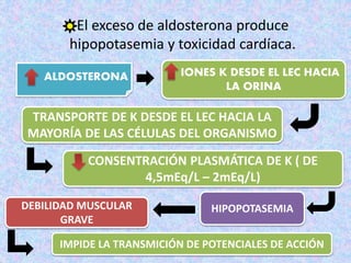 El exceso de aldosterona produce
hipopotasemia y toxicidad cardíaca.
ALDOSTERONA IONES K DESDE EL LEC HACIA
LA ORINA
TRANSPORTE DE K DESDE EL LEC HACIA LA
MAYORÍA DE LAS CÉLULAS DEL ORGANISMO
CONSENTRACIÓN PLASMÁTICA DE K ( DE
4,5mEq/L – 2mEq/L)
HIPOPOTASEMIADEBILIDAD MUSCULAR
GRAVE
IMPIDE LA TRANSMICIÓN DE POTENCIALES DE ACCIÓN
 