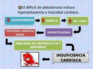 El déficit de aldosterona induce
hiperpotasemia y toxicidad cardíaca.
ALDOSTERONA IONES K 60-100%
HIPERPOTASEMIATOXICIDAD CARDÍACA
GRAVE
DEBILIDAD DE CONTRACCIÓN Y
ARRITMIAS
INSUFICIENCIA
CARDÍACA
 