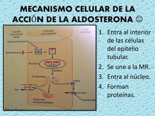 MECANISMO CELULAR DE LA
ACCIÓN DE LA ALDOSTERONA 
1. Entra al interior
de las células
del epitelio
tubular.
2. Se une a la MR.
3. Entra al núcleo.
4. Forman
proteínas.
 