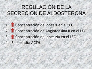 REGULACIÓN DE LA
SECRECIÓN DE ALDOSTERONA
1. Concentración de Iones K en el LEC
2. Concentración de Angiotensina II en el LEC
3. Concentración de Iones Na en el LEC
4. Se necesita ACTH
 