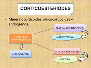 • Mineralocorticoides, glucocorticoides y
andrógenos.
GLÁNDULAS
SUPRARRENALES
MINERALOCORTICOIDES.
GLUCOCORTICOIDES.
ANDRÓGENOS.
ALDOSTERONA
CORTISOL
CORTICOESTERIODES
 