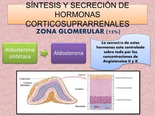 SÍNTESIS Y SECRECIÓN DE
HORMONAS
CORTICOSUPRARRENALES
ZONA GLOMERULAR (15%)
Aldosterona
sintetasa
Aldosterona
La secreción de estas
hormonas esta controlada
sobre todo por las
concentraciones de
Angiotensina II y K
 