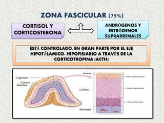 ZONA FASCICULAR (75%)
CORTISOL Y
CORTICOSTERONA
ANDRÓGENOS Y
ESTRÓGENOS
SUPRARRENALES
ESTÁ CONTROLADO, EN GRAN PARTE POR EL EJE
HIPOTÁLAMICO- HIPOFISIARIO A TRAVÉS DE LA
CORTICOTROPINA (ACTH)
 