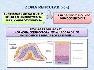 ZONA RETICULAR (10%)
ANDRÓGENOS SUPRARRENALES
DEHIDROEPIANDROSTERONA
(DHEA) Y ANDROSTENEDIONA.
ESTRÓGENOS Y ALGUNOS
GLUCOCORTICOIDES.
REGULADAS POR LAS ACTH
(HORMONA CORTICOTROPA ESTIMULADORA DE LOS
ANDRÓGENOS) LIBERADA POR LA HIPÓFISIS
 