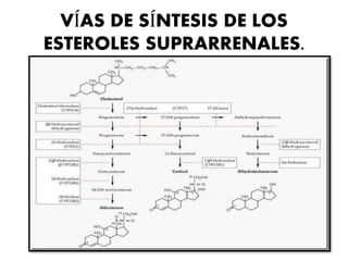 VÍAS DE SÍNTESIS DE LOS
ESTEROLES SUPRARRENALES.
 