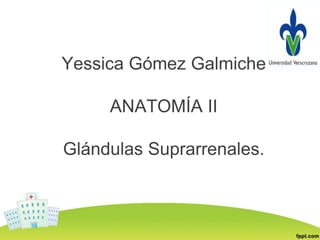 Yessica Gómez Galmiche
ANATOMÍA II
Glándulas Suprarrenales.
 