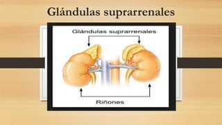 Glándulas suprarrenales
 