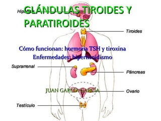 GLÁNDULAS TIROIDES YGLÁNDULAS TIROIDES Y
PARATIROIDESPARATIROIDES
Cómo funcionan: hormona TSH y tiroxinaCómo funcionan: hormona TSH y tiroxina
Enfermedades: hipertiroidismoEnfermedades: hipertiroidismo
JUAN GARCÍA GARCÍAJUAN GARCÍA GARCÍA
 