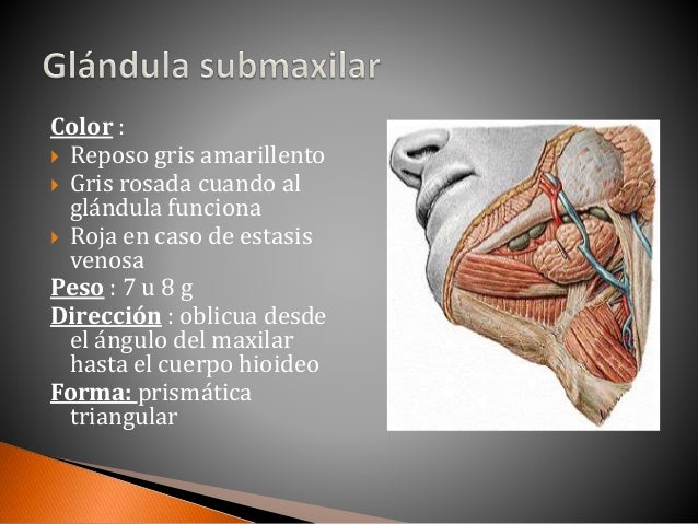 Glándula Submaxilar Y Glándula Sublingual