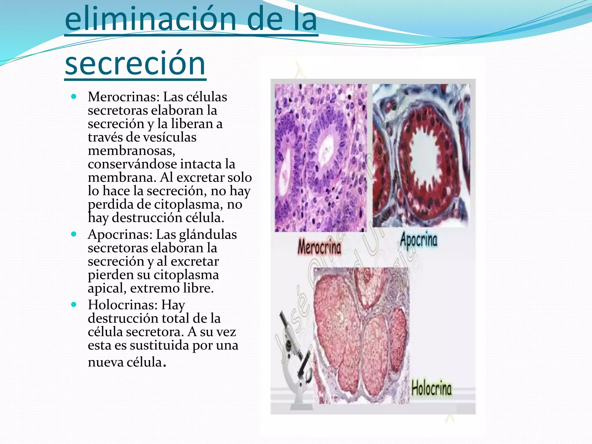 Glándulas y secreción.pptx xdd | PPT