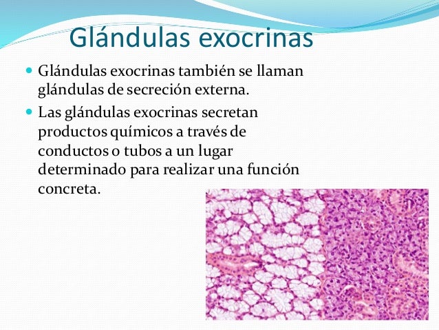 Producto De Secrecion De Las Glandulas Exocrinas es.slideshare.net