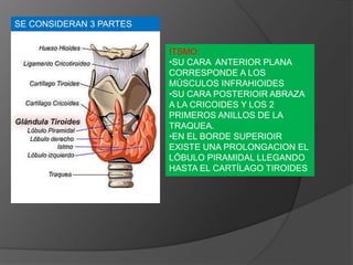 SE CONSIDERAN 3 PARTES
ITSMO:
•SU CARA ANTERIOR PLANA
CORRESPONDE A LOS
MÚSCULOS INFRAHIOIDES
•SU CARA POSTERIOIR ABRAZA
A LA CRICOIDES Y LOS 2
PRIMEROS ANILLOS DE LA
TRAQUEA.
•EN EL BORDE SUPERIOIR
EXISTE UNA PROLONGACION EL
LÓBULO PIRAMIDAL LLEGANDO
HASTA EL CARTÍLAGO TIROIDES
 