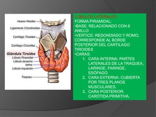 LOBULOS LATERALES:
FORMA PIRAMIDAL:
•BASE: RELACIONADO CON 6
ANILLO
•VERTICE: REDONDIADO Y ROMO,
CORRESPONDE AL BORDE
POSTERIOR DEL CARTILAGO
TIROIDES
•CARAS:
1. CARA INTERNA: PARTES
LATERALES DE LA TRAQUEA,
LARINGE, FARINGE,
ESÓFAGO.
2. CARA EXTERNA: CUBIERTA
POR TRES PLANOS
MUSCULARES.
3. CARA POSTERIOR:
CARÓTIDA PRIMITIVA.
 