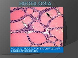 VESÍCULAS TIROIDEAS, CONTIENE UNA SUSTANCIA
COLOIDE (TIROGLOBULINA)
 